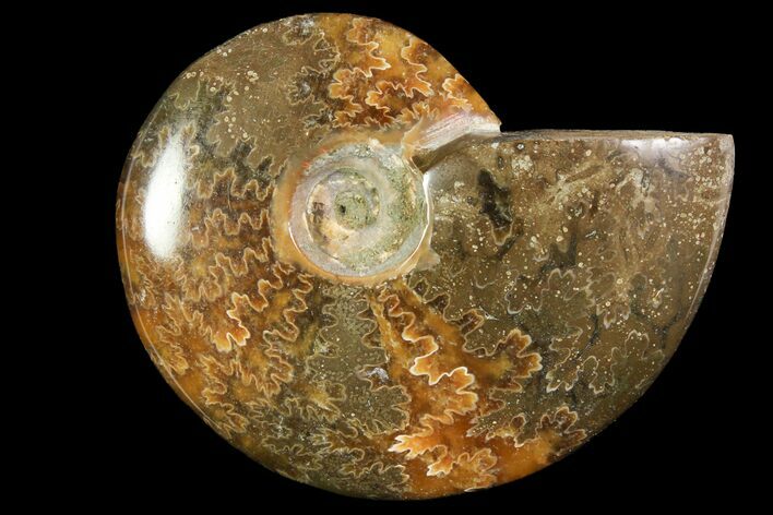 Polished, Agatized Ammonite (Cleoniceras) - Madagascar #119011